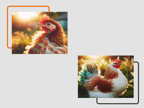 خوراک جوجه گوشتی