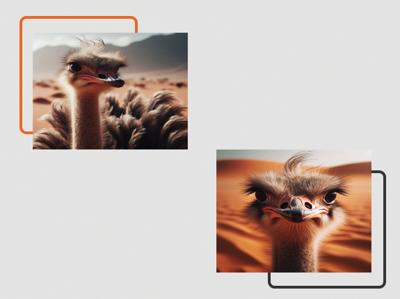 خوراک شترمرغ